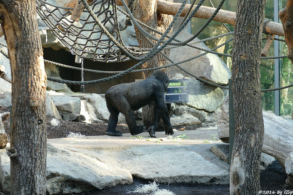 Flachlandgorilla