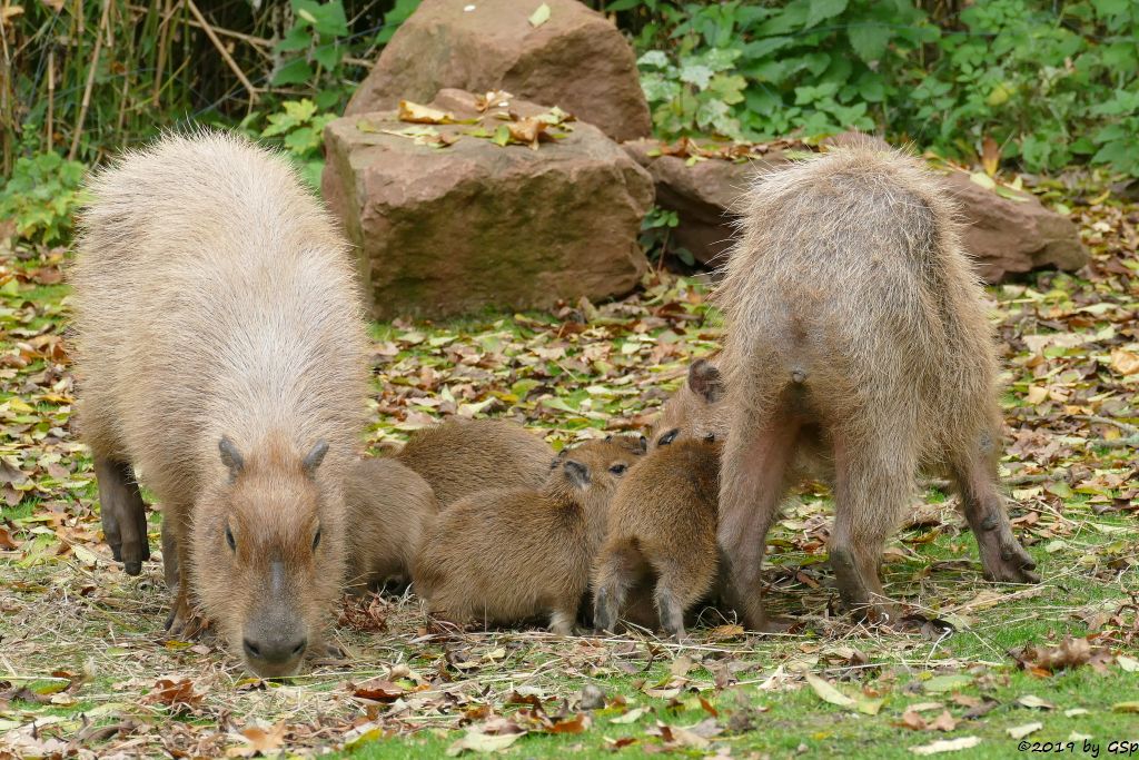 Wasserschwein (Capybara), 4 Jungtiere geb. am 15.9. u. 3 weitere im Okt. 2019