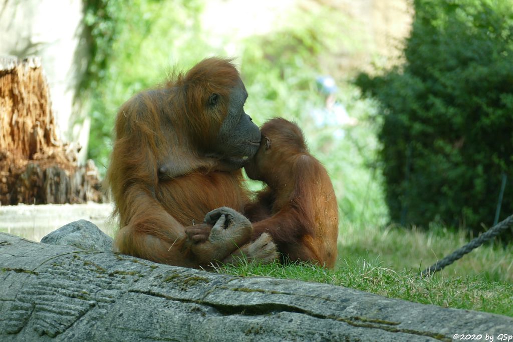 Sumatra-Orang-Utan