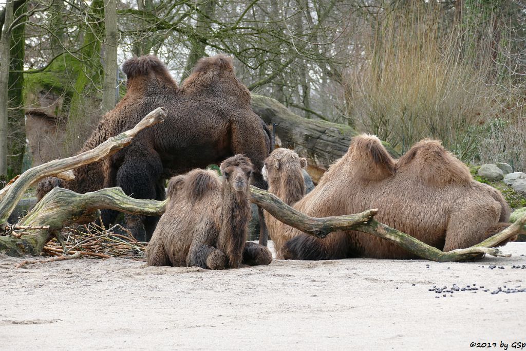 Trampeltier (Zweihöckriges Kamel, Hauskamel)