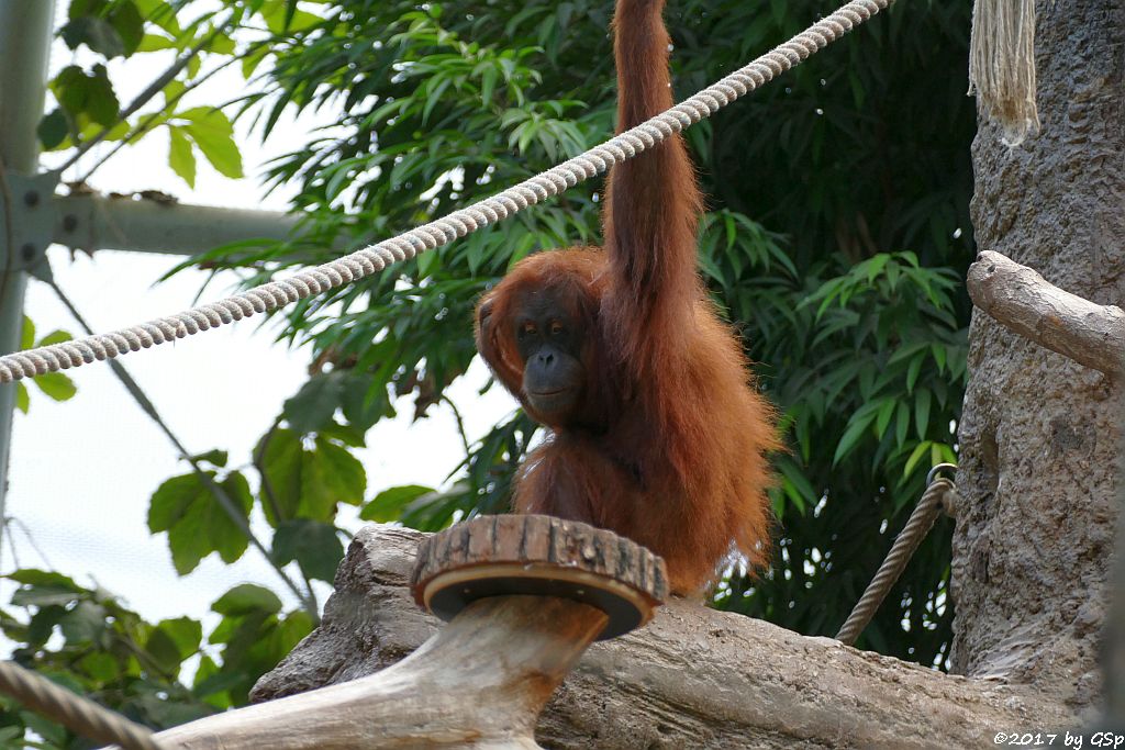 Sumatra-Orang-Utan