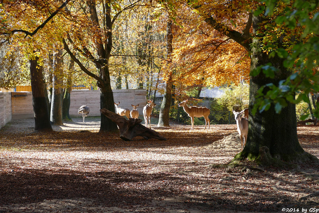 Südafrikanischer Blauhalsstrauß (Südstrauß), Großer Kudu