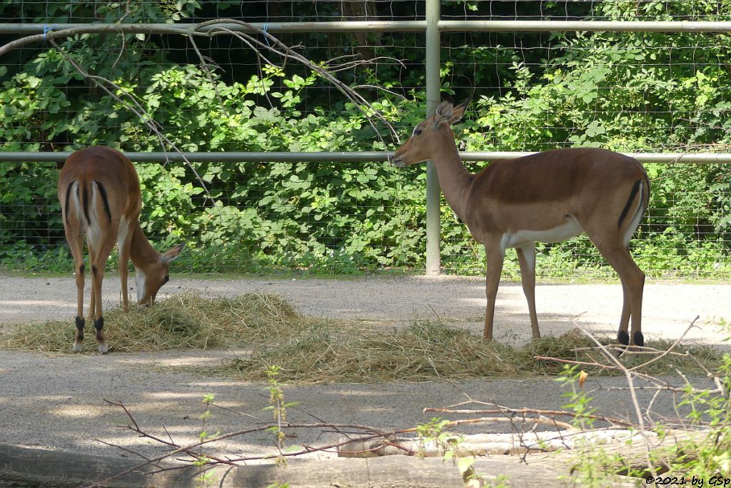 Gewöhnliche Impala (Schwarzfersenantilope)