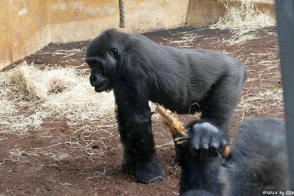 Flachlandgorilla