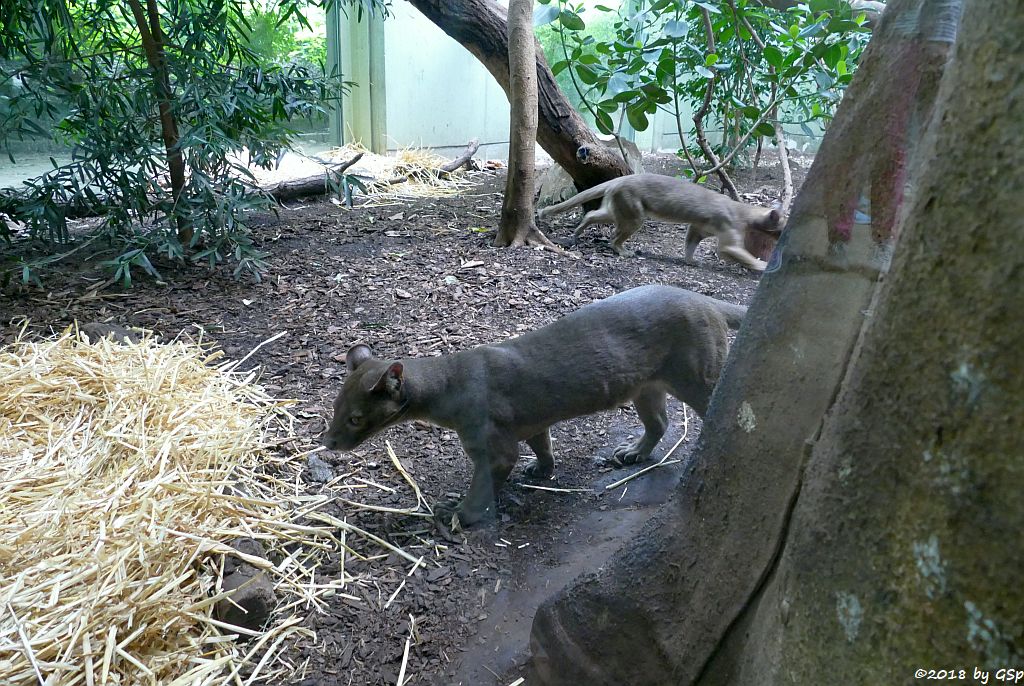 Fossa (Frettkatze)