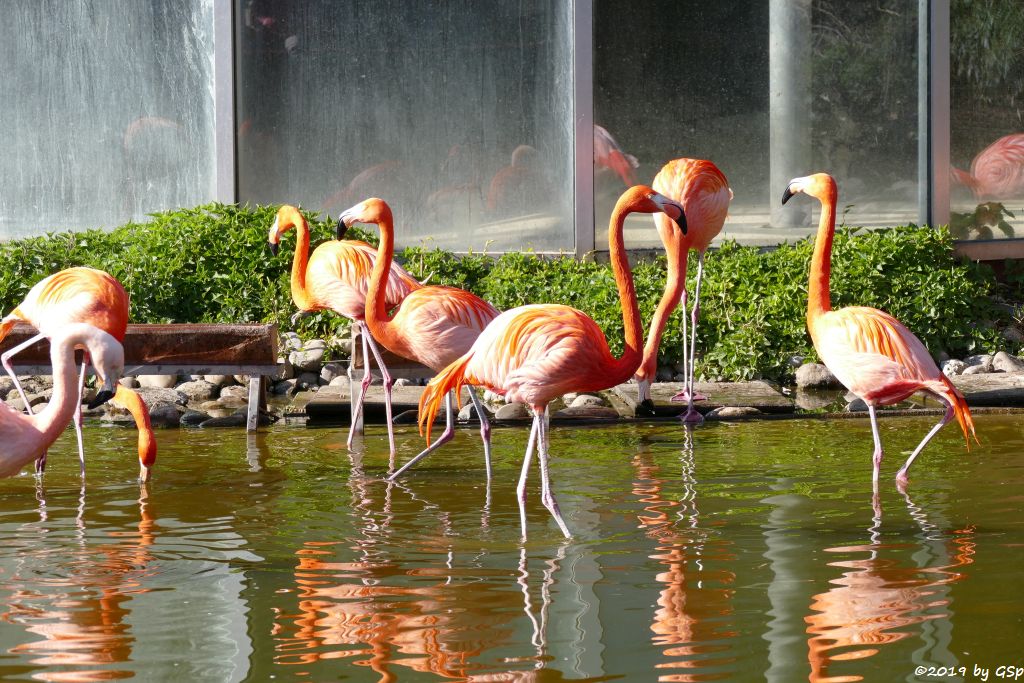 Kubaflamingo (Karibischer Flamingo, Roter Flamingo)
