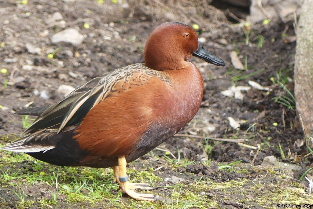 Zoo Halle: Zimtente (Kupferente)