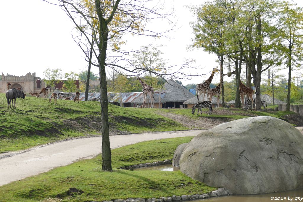 Südliches Streifengnu (Blaues Gnu), Gewöhnliche Impala (Schwarzfersenantilope), Böhm-Steppenzebra (Grant-Zebra), Rothschildgiraffe (Uganda-Giraffe, Baringo-Giraffe)