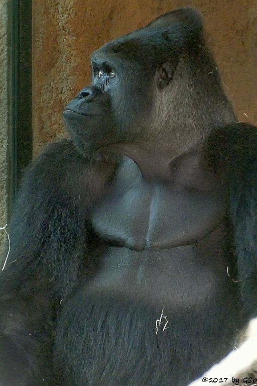 Flachlandgorilla VIATU