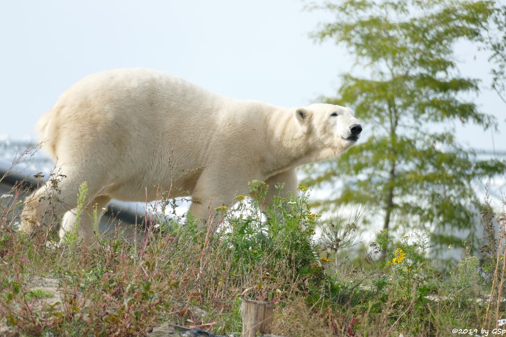 Eisbär (Polarbär)