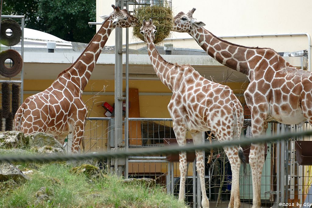 Netzgiraffe