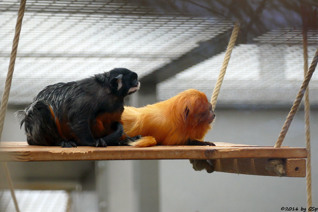 Rotbauch-Tamarin, Goldgelbes Löwenäffchen