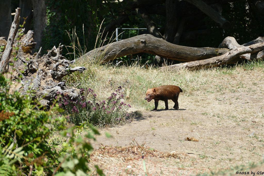 Waldhund (Buschhund)