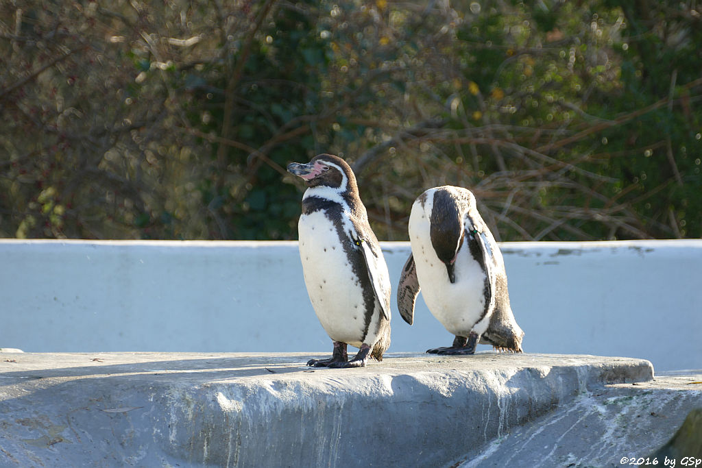 Humboldt-Pinguin