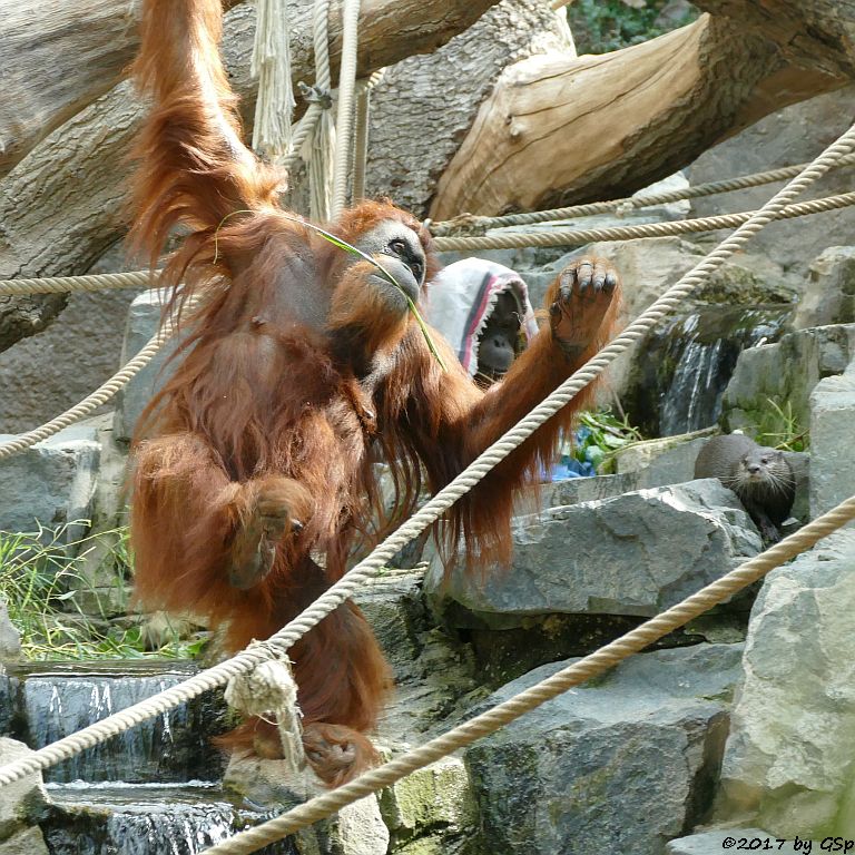 Sumatra-Orang-Utan, Zwergotter (Kurzkrallenotter)