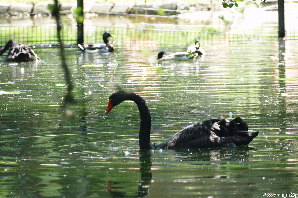 Schwarzer Schwan (Trauerschwan)