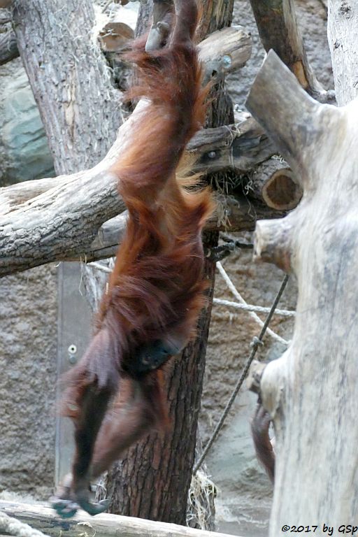 Sumatra-Orang-Utan INDAH und SAYANG