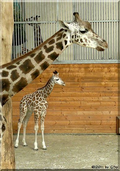 Rothschild-Giraffe