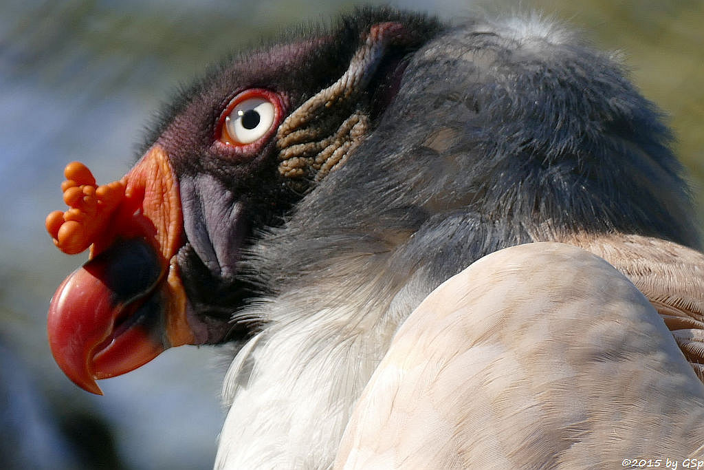 Königsgeier