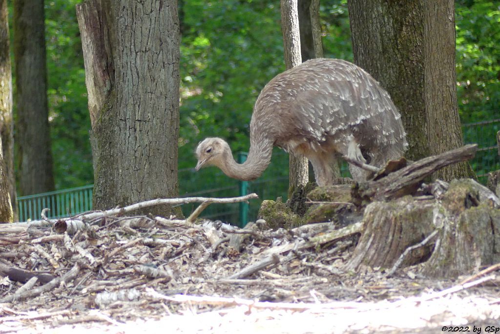 Darwinnandu (Kleiner Nandu, Darwinstrauß)