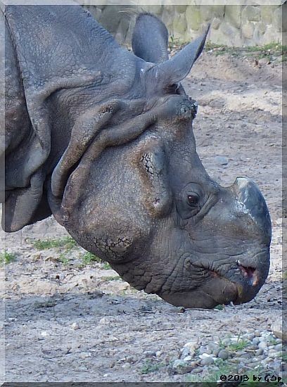 Panzernashorn.