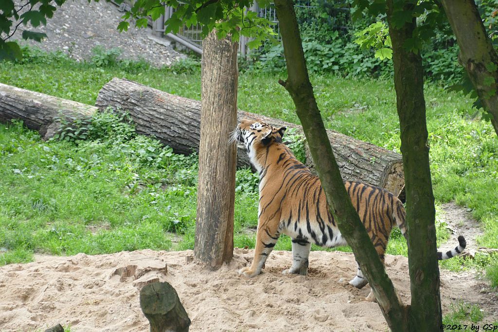 Amurtiger (Sibirischer Tiger, Mandschu-Tiger) SERGAN