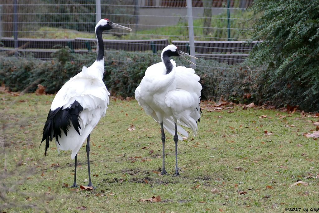 Mandschurenkranich (Rotkronenkranich, Japankranich)