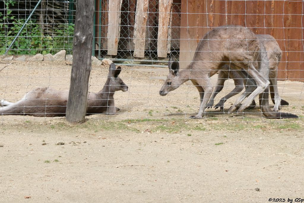 Östliches Graues Riesenkänguru