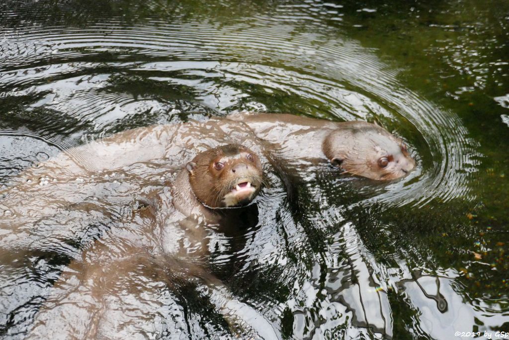 Riesenotter