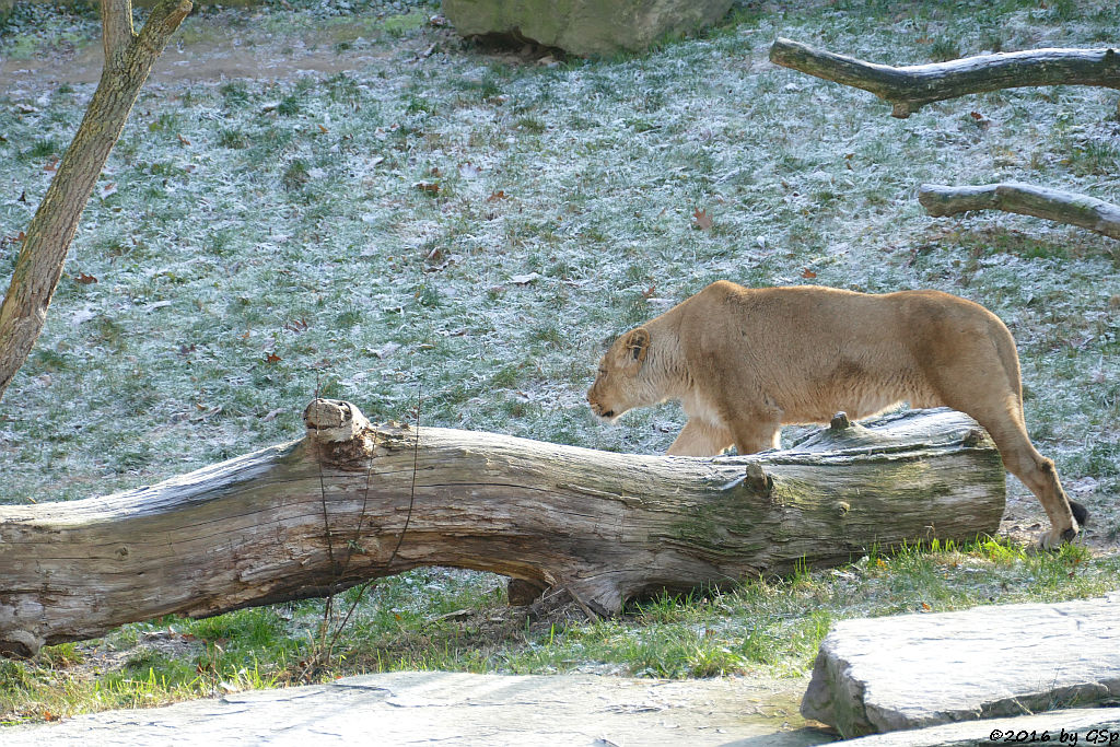 Asiatischer Löwe