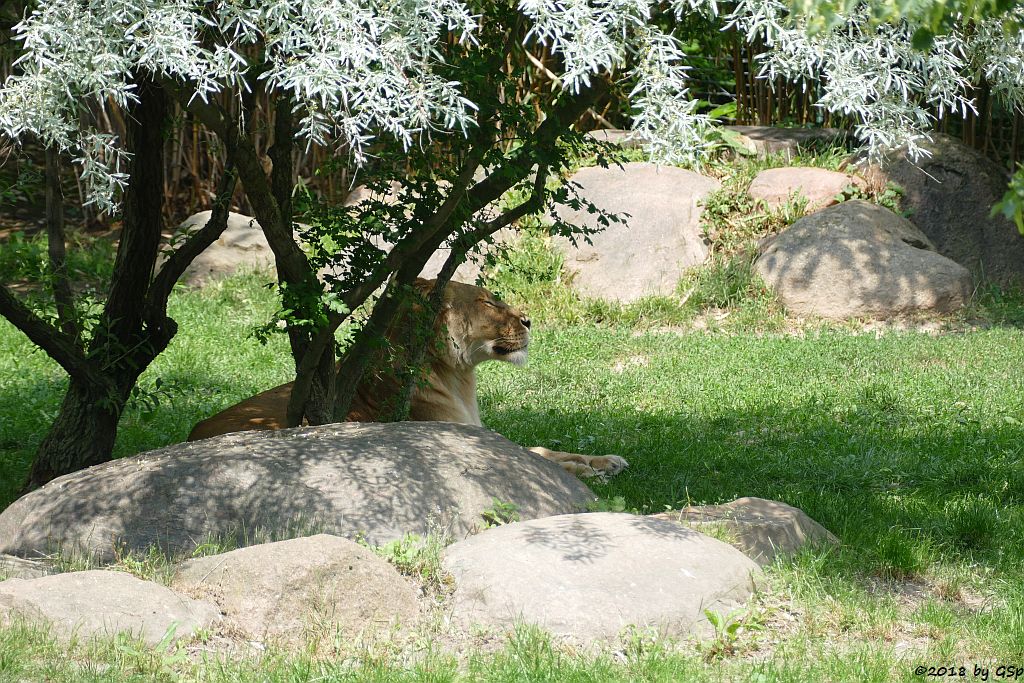 Kalahari-Löwe (Etoscha-Löwe, KIGALI und MAJO