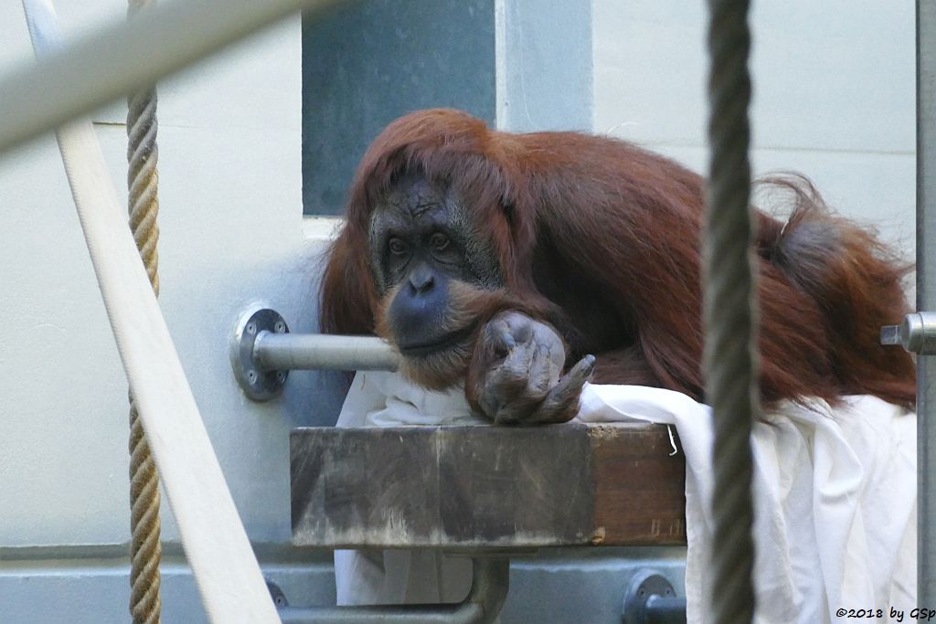 Sumatra-Orang-Utan