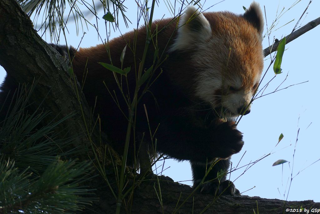 Westlicher Kleiner Panda (Westlicher Katzenbär, Nepalesischer Roter Panda)