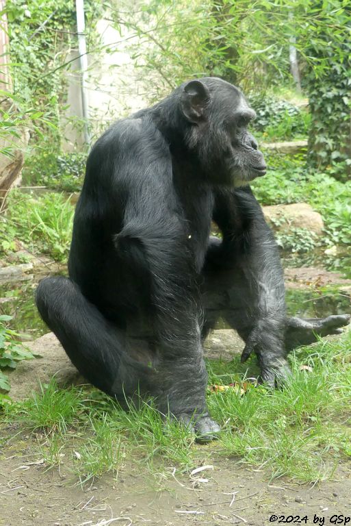 Zoo Halle: Schimpanse