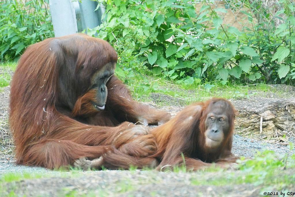 Sumatra-Orang-Utan KEMBALI und INDAH