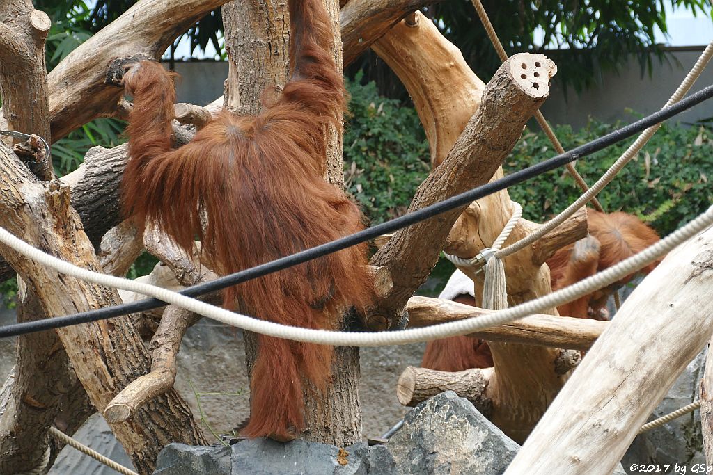 Sumatra-Orang-Utan