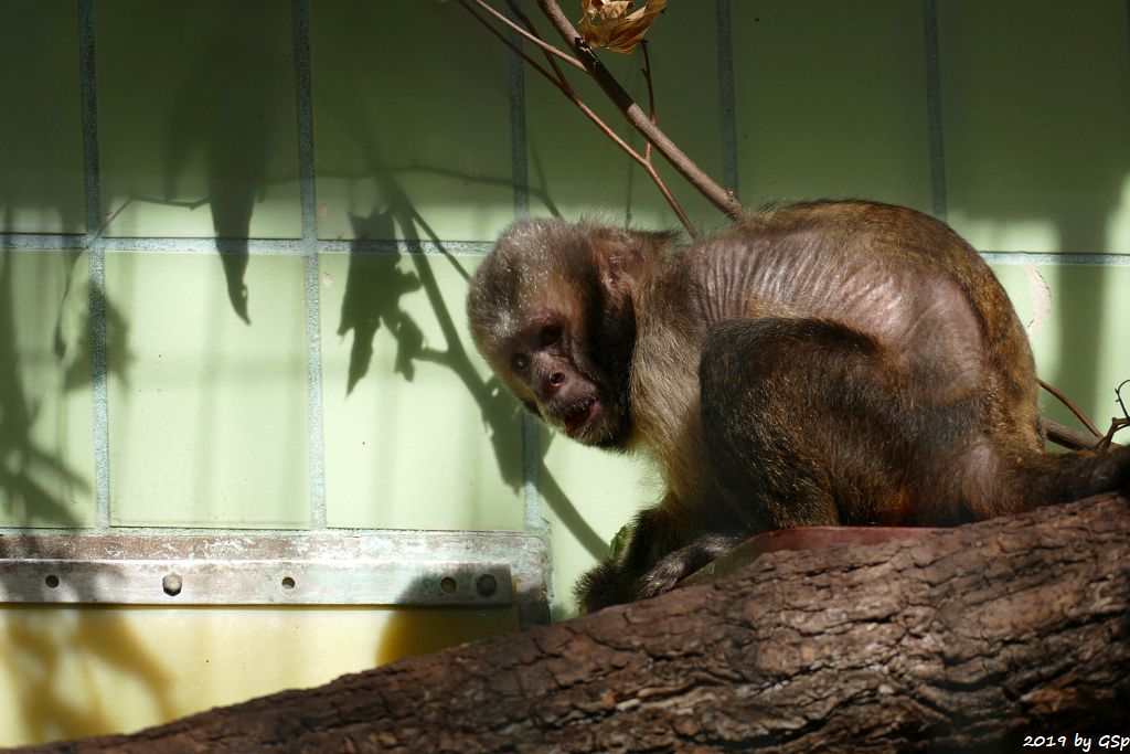 Gelbbrust-Kapuzineraffe (Gelbbrustkapuziner)