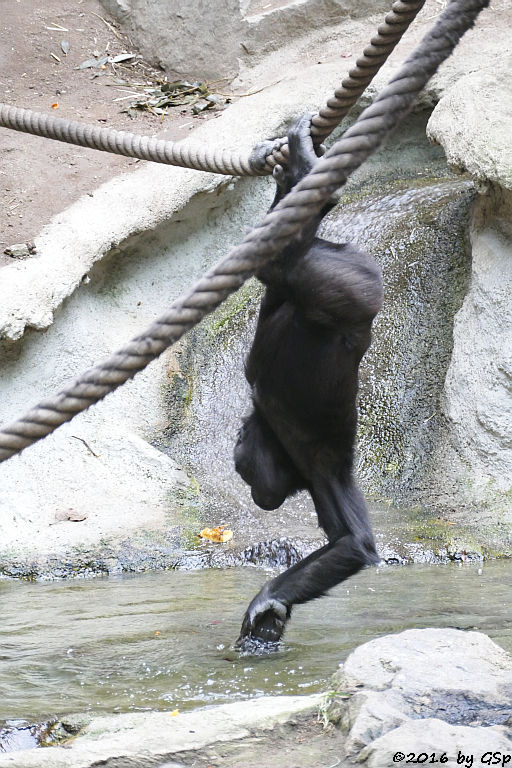 Flachlandgorilla