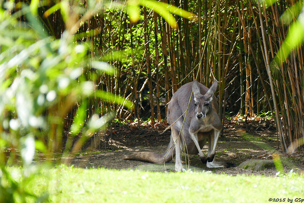 Rotes Riesenkänguru