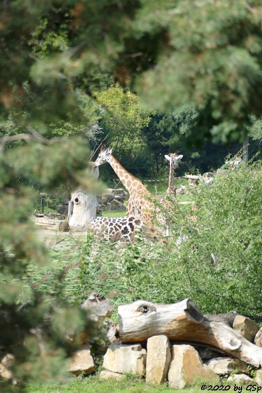 Rothschildgiraffe (Uganda-Giraffe, Baringo-Giraffe)