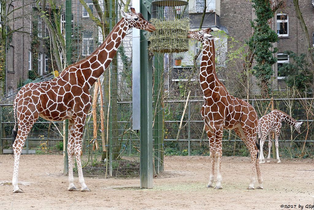 Netzgiraffe