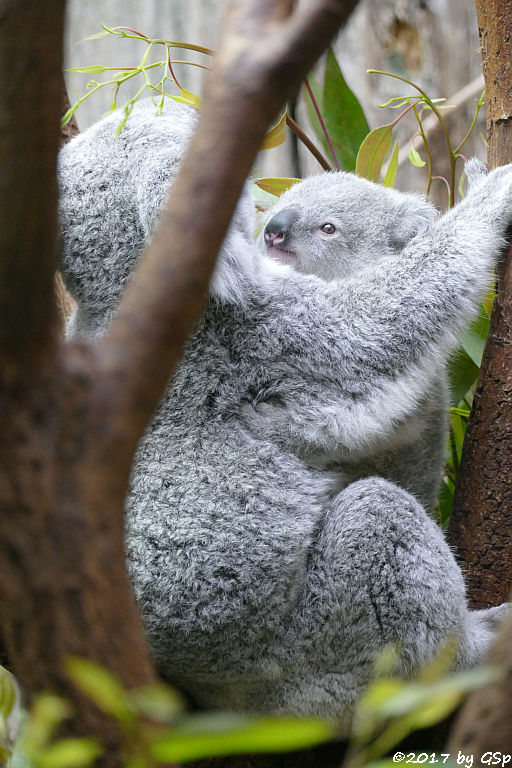 Queensland-Koala mit Jungtier RAMBOORA, geb. am 14.07.16 9 Mon. alt)