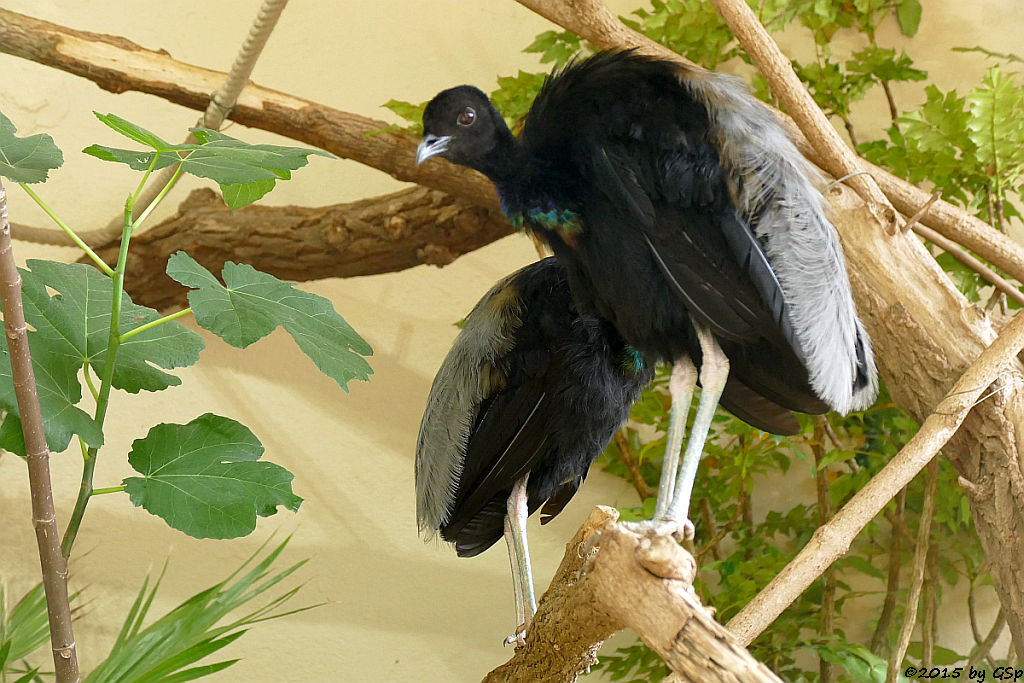 Graurücken-Trompetervogel