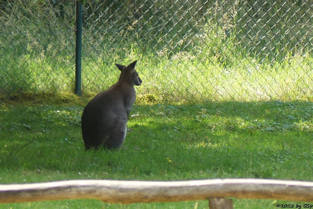 Rotnackenwallaby (Bennettkänguru)