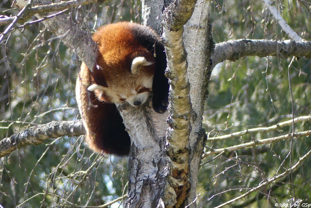 Westlicher Kleiner Panda (Westlicher Katzenbär, Nepalesischer Roter Panda)