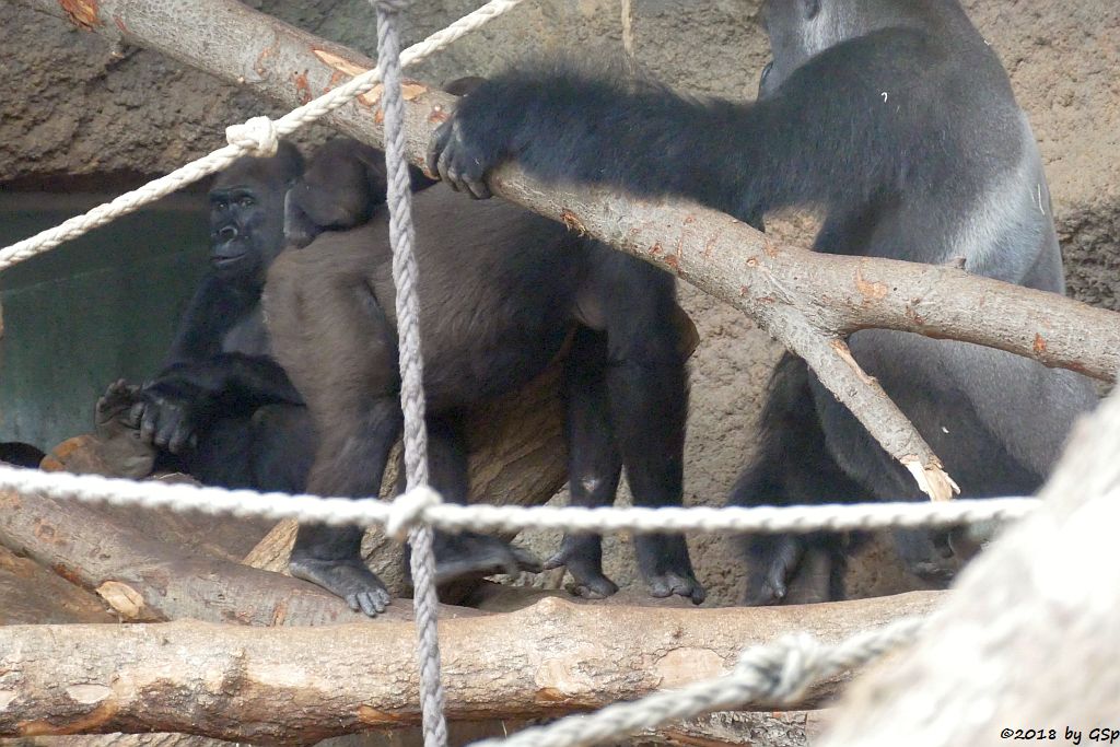 Flachlandgorilla REBECCA, DIAN mit XETSA; VIATU