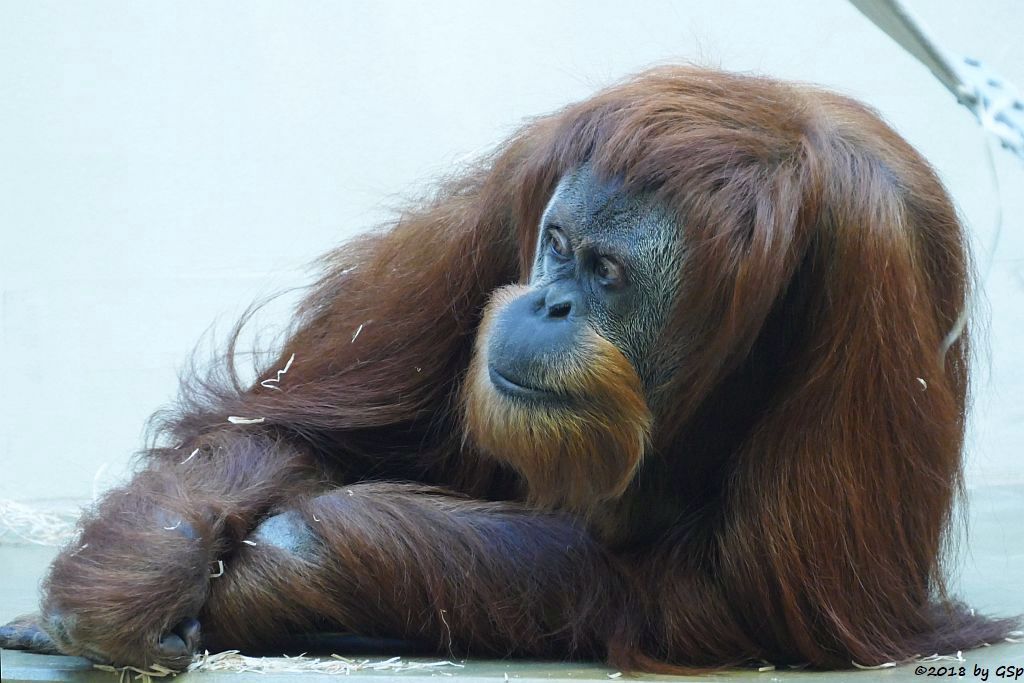 Sumatra-Orang-Utan