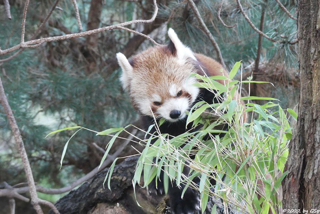 Westlicher Kleiner Panda (Westlicher Katzenbär, Nepalesischer Roter Panda)