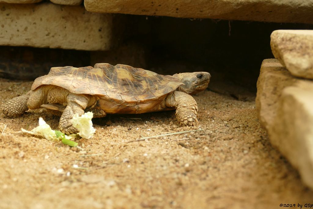 Spaltenschildkröte