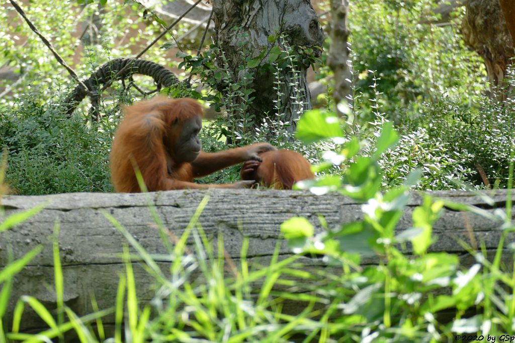 Sumatra-Orang-Utan